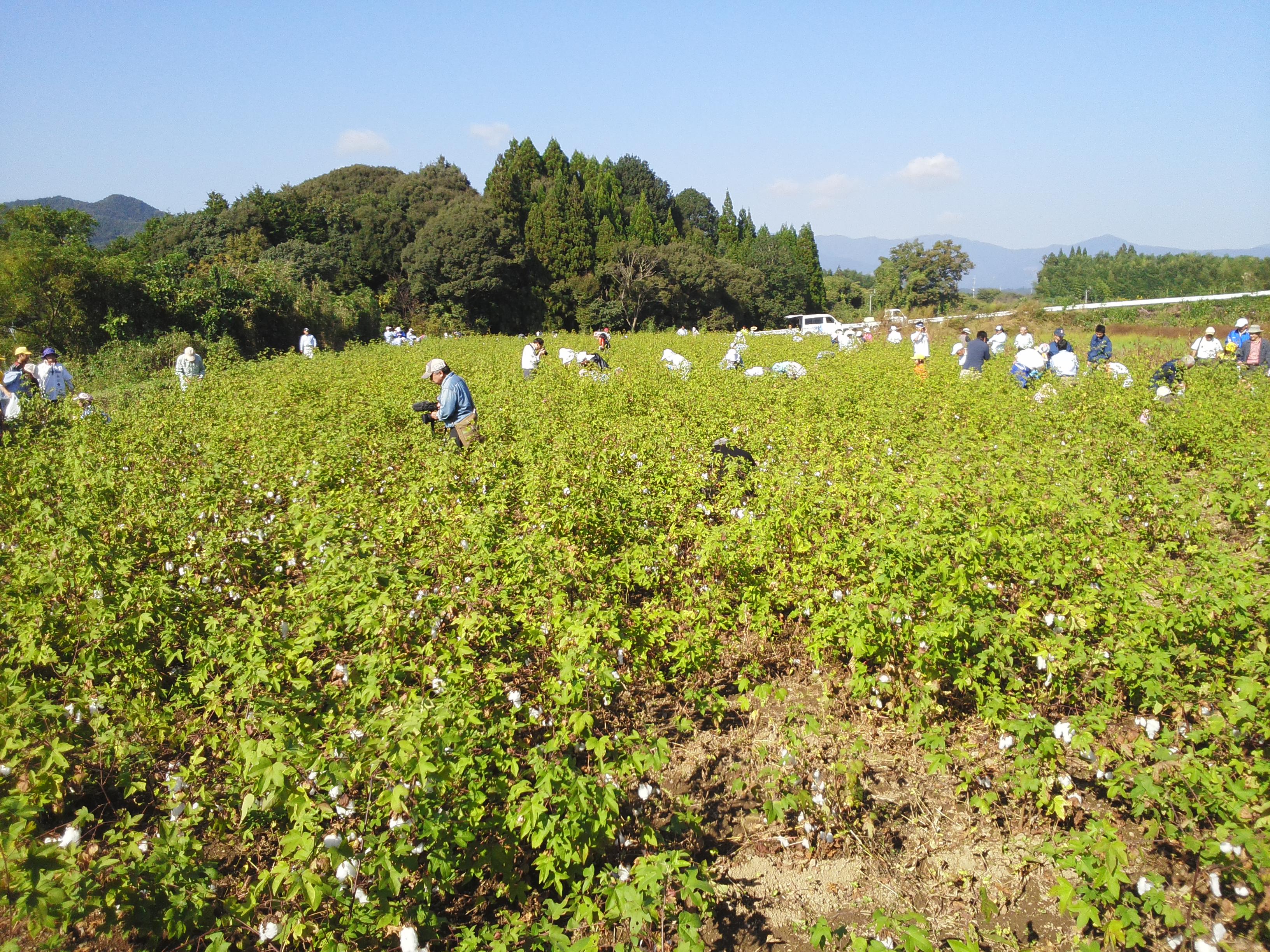 ふわふわとした触り心地、綿の優しい香り、それが和綿の特徴です。弊社では、オーガニックコットンを国内で栽培し、徹底的に無農薬で育てています。私たちは環境にやさしい栽培方法を採用し、土壌や水源を守りながら、豊かな自然の力だけで和綿を作り上げています。身につける方々に安心と快適さを提供するために、品質にこだわり繊細な糸を丹念に紡ぎ上げています。ぜひ、和綿の魅力をご体感ください。わたから わたからつむぐ マインド松井 日本の綿 わた 和綿 綿 和綿とは コットン コットンとは コットン１００％ オーガニックコットン 日用品 商品 無農薬 わめん 育て方 種類 洋綿 綿花 エコ エシカル エシカル商品 サスティナブル 糸紡ぎ 収穫 特徴 綿摘み 種 販売 豊か 暮らし 豊かな暮らし 生活 ガラ紡 コットン 生地 おすすめ 収穫 国産和綿 国産の綿 国産 生産地 自社畑 生地 岐阜 熊本 綿 わた コットン オーガニックコットン 綿１００％　コットン１００％　オーガニックコットン１００％ 綿 わた コットン オーガニックコットン 綿１００％　コットン１００％　オーガニックコットン１００％