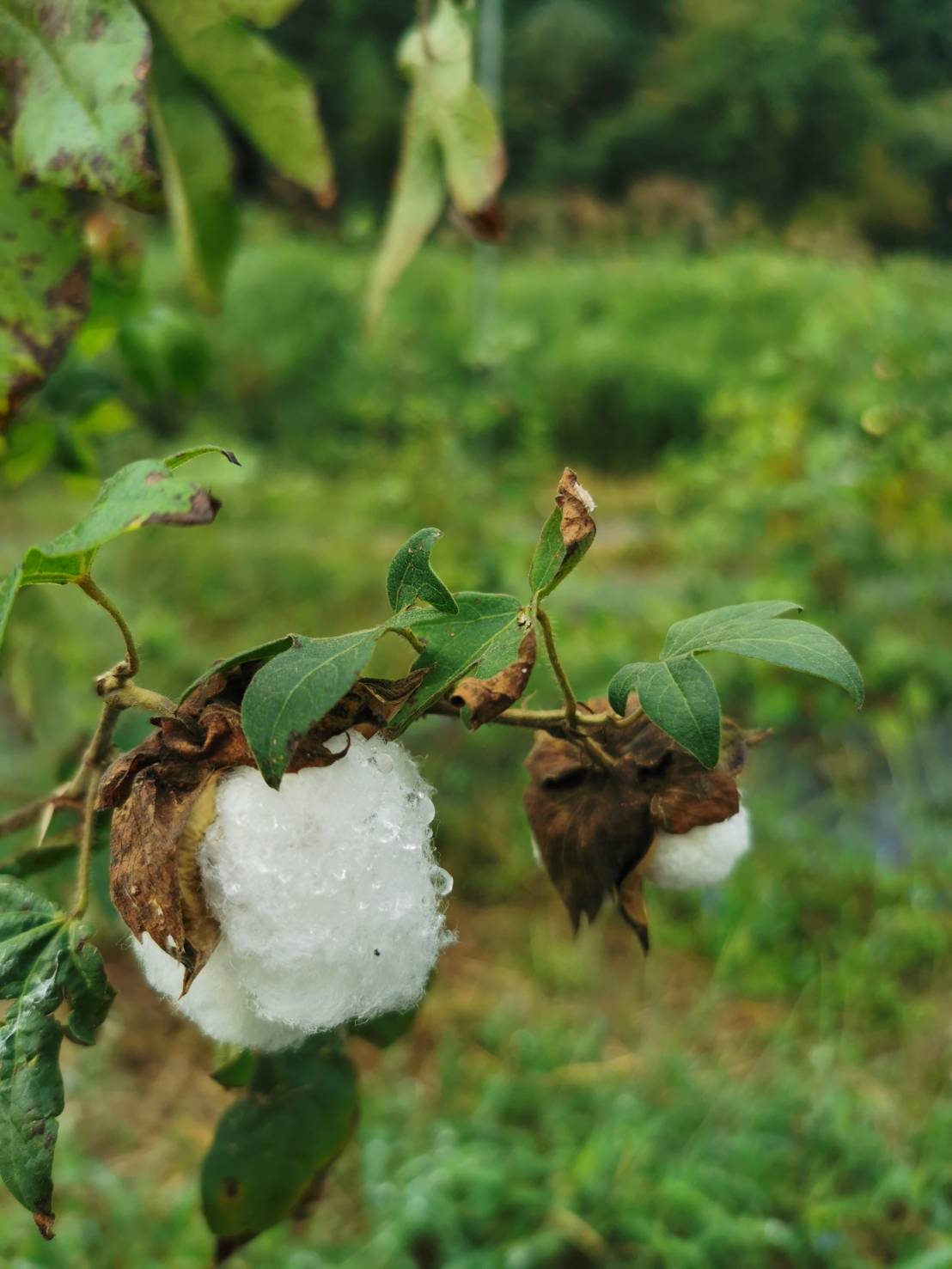 ふわふわとした触り心地、綿の優しい香り、それが和綿の特徴です。弊社では、オーガニックコットンを国内で栽培し、徹底的に無農薬で育てています。私たちは環境にやさしい栽培方法を採用し、土壌や水源を守りながら、豊かな自然の力だけで和綿を作り上げています。身につける方々に安心と快適さを提供するために、品質にこだわり繊細な糸を丹念に紡ぎ上げています。ぜひ、和綿の魅力をご体感ください。わたから わたからつむぐ マインド松井 日本の綿 わた 和綿 綿 和綿とは コットン コットンとは コットン１００％ オーガニックコットン 日用品 商品 無農薬 わめん 育て方 種類 洋綿 綿花 エコ エシカル エシカル商品 サスティナブル 糸紡ぎ 収穫 特徴 綿摘み 種 販売 豊か 暮らし 豊かな暮らし 生活 ガラ紡 コットン 生地 おすすめ 収穫 国産和綿 国産の綿 国産 生産地 自社畑 生地 岐阜 熊本　綿 わた コットン オーガニックコットン 綿１００％　コットン１００％　オーガニックコットン１００％　綿 わた コットン オーガニックコットン 綿１００％　コットン１００％　オーガニックコットン１００％　