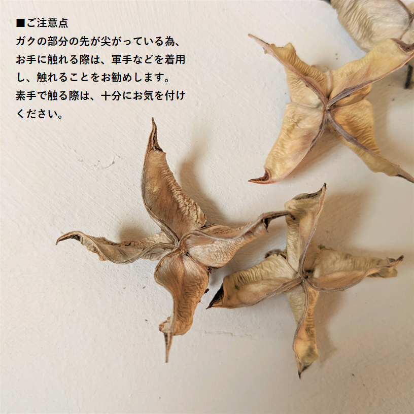 「わたからつむぐ」は、和綿(日本製オーガニックコットン100%)の生活雑貨・インテリア雑貨・コットンボール専門のオンラインショップです。オーガニックコットン(和綿)ふわふわとした触り心地、綿の優しい香り、それが和綿(日本製オーガニックコットン)の特徴であり人気の秘訣です。無農薬にこだわり、熊本県で豊かな自然の力だけ栽培している和綿なので、敏感肌やアトピーなど化学繊維が苦手な方々に安心安全です。和綿・オーガニックコットン100のシャツ・ストール・手ぬぐい・ハンカチ・肌着・靴下・タオル・ブランケット・ソックス・コットンボール・綿の種・腹巻き・寝具・レッグウォーマー・レディース用パジャマ・レギンス・ラグ・マット・枕カバー・ルームシューズ等の生活雑貨、布ナプキン・おりものシート等の生理用品、赤ちゃん用のおむつ・おくるみ・スタイ・ロンパース等のベビー用品等のネット通販サイト。オーガニックコットン100の生活雑貨は、贈り物やギフトにもおすすめです。