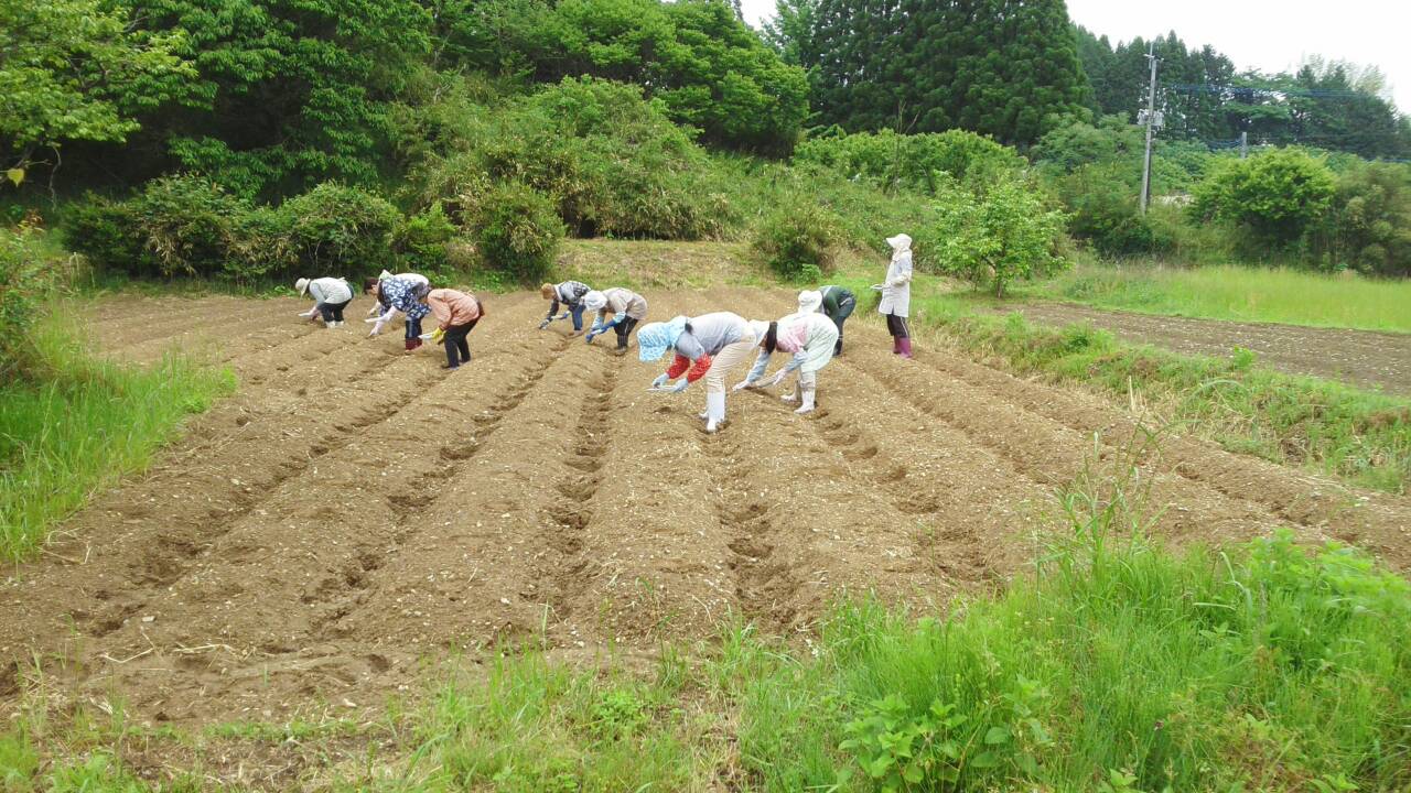 わたからつむぐは、大地を大切にするために農薬を使わない和綿栽培を土づくりから取り組んでいます。わたしたちの製品は全て土に還ることを目指し、自然環境の保護に貢献できるものづくりを目指しています。わたから わたからつむぐ マインド松井 日本の綿 和綿 綿 コットン 100% オーガニックコットン 無農薬 わめん 日本製 国内 国産 国内栽培 和綿とは 種類 コットンの種類 綿の種類 コットンの特徴 和綿の特徴 オーガニックコットンとは 特徴 生地 無着色 生成り 化学薬品不使用 無農薬栽培とは コットンの種 安心 安全  生産者 生産地 岐阜 自然 栽培方法　綿の栽培方法 育て方 メリット デメリット 和綿の種 洋綿 違い つむぐ 種まき 収穫 和綿と洋綿の違い 和綿と洋綿の比較 和綿の育て方 水やり 収穫時期  使い方 和綿の花 オーガニックコットンについて 和綿について生産者   自然 自然環境 栽培方法 サスティナブル 土づくり 熊本 綿 わた コットン オーガニックコットン 綿１００％　コットン１００％　オーガニックコットン１００％