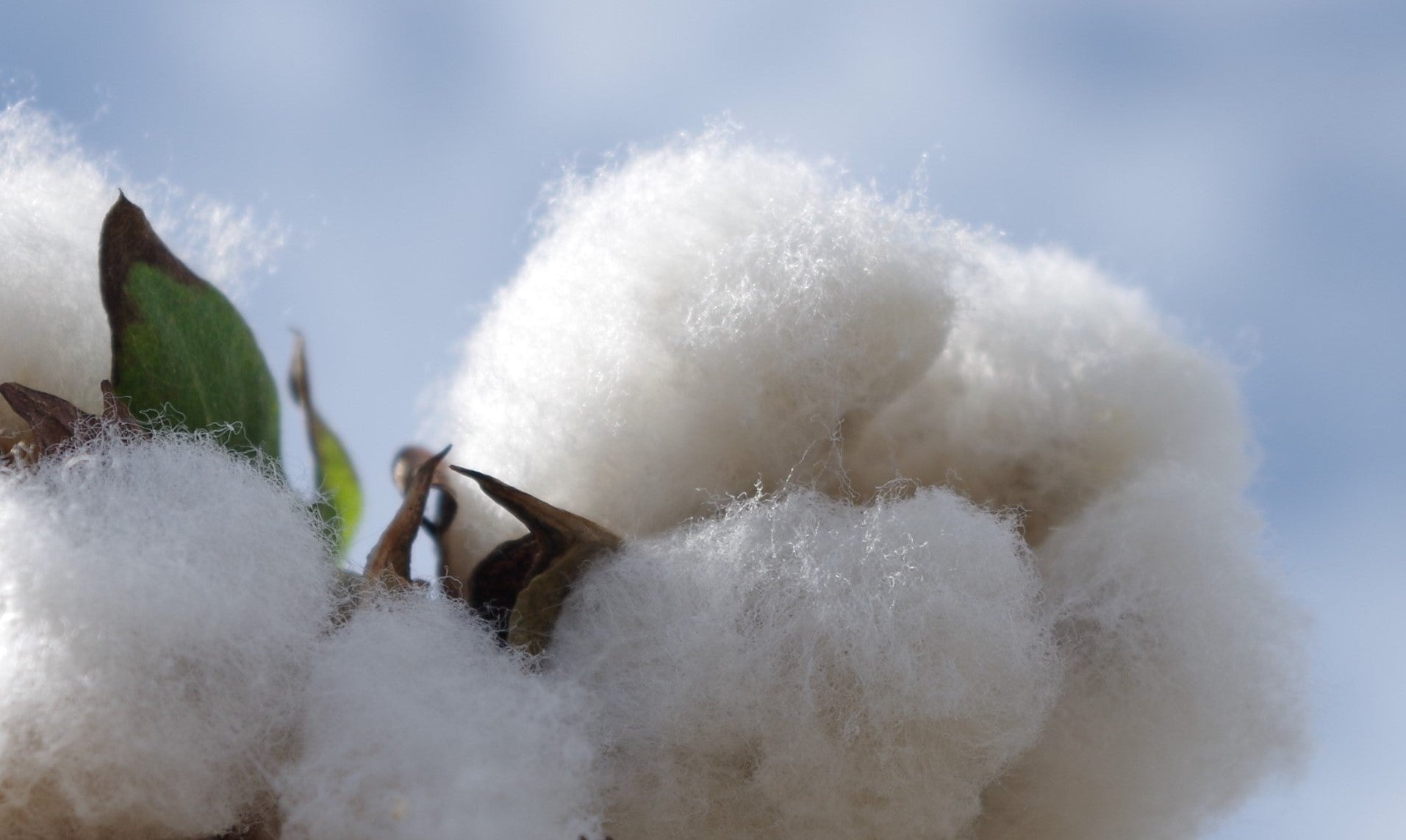 ふわふわとした触り心地、綿の優しい香り、それが和綿の特徴です。弊社では、オーガニックコットンを国内で栽培し、徹底的に無農薬で育てています。私たちは環境にやさしい栽培方法を採用し、土壌や水源を守りながら、豊かな自然の力だけで和綿を作り上げています。身につける方々に安心と快適さを提供するために、品質にこだわり繊細な糸を丹念に紡ぎ上げています。ぜひ、和綿の魅力をご体感ください。わたから わたからつむぐ マインド松井 日本の綿 わた 和綿 綿 和綿とは コットン コットンとは コットン１００％ オーガニックコットン 日用品 商品 無農薬 わめん 育て方 種類 洋綿 綿花 エコ エシカル エシカル商品 サスティナブル 糸紡ぎ 収穫 特徴 綿摘み 種 販売 豊か 暮らし 豊かな暮らし 生活 ガラ紡 コットン 生地 おすすめ 収穫 国産和綿 国産の綿 国産 生産地 自社畑 生地 岐阜 熊本 綿 わた コットン オーガニックコットン 綿１００％　コットン１００％　オーガニックコットン１００％