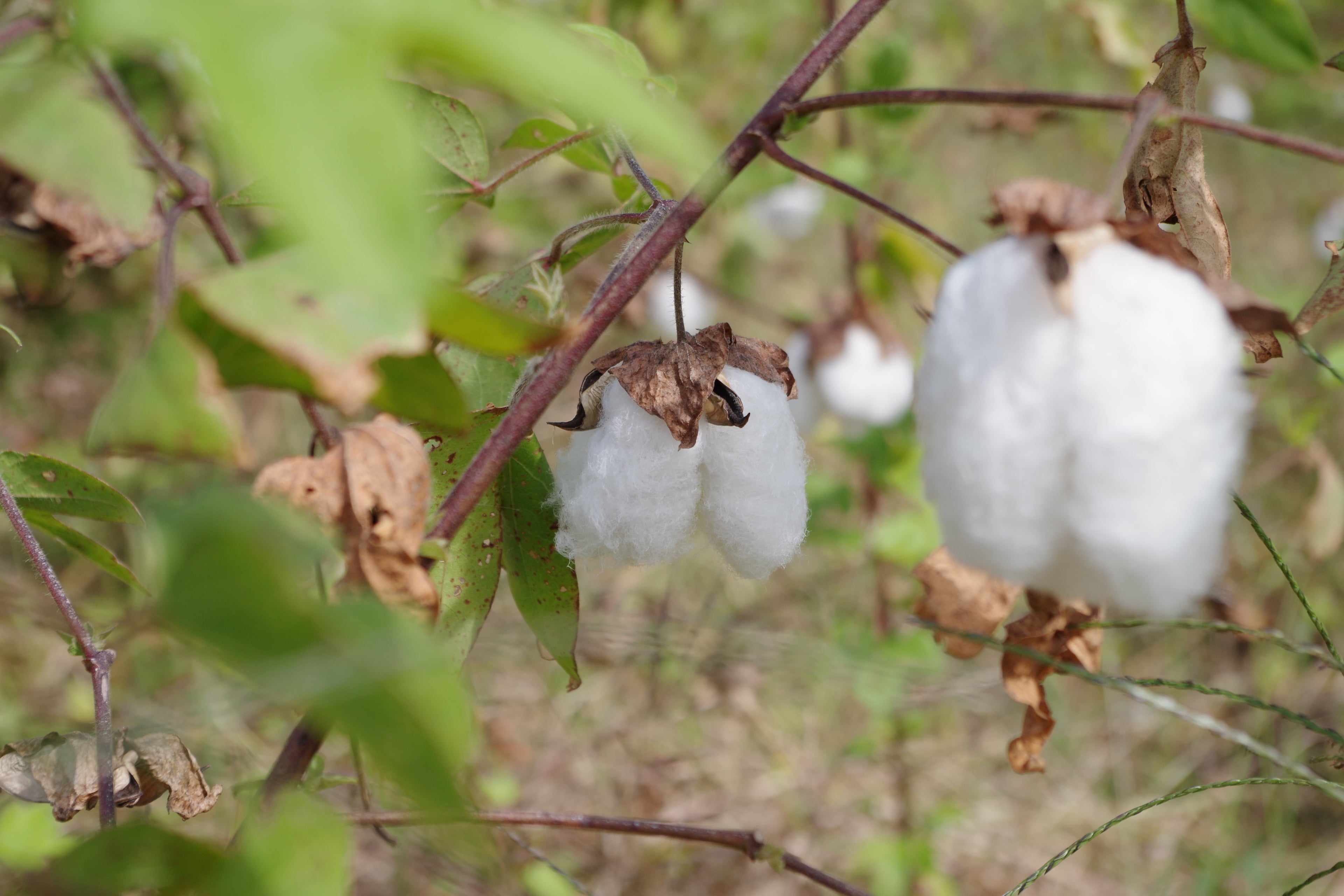 ふわふわとした触り心地、綿の優しい香り、それが和綿の特徴です。弊社では、オーガニックコットンを国内で栽培し、徹底的に無農薬で育てています。私たちは環境にやさしい栽培方法を採用し、土壌や水源を守りながら、豊かな自然の力だけで和綿を作り上げています。身につける方々に安心と快適さを提供するために、品質にこだわり繊細な糸を丹念に紡ぎ上げています。ぜひ、和綿の魅力をご体感ください。わたから わたからつむぐ マインド松井 日本の綿 わた 和綿 綿 和綿とは コットン コットンとは コットン１００％ オーガニックコットン 日用品 商品 無農薬 わめん 育て方 種類 洋綿 綿花 エコ エシカル エシカル商品 サスティナブル 糸紡ぎ 収穫 特徴 綿摘み 種 販売 豊か 暮らし 豊かな暮らし 生活 ガラ紡 コットン 生地 おすすめ 収穫 国産和綿 国産の綿 国産 生産地 自社畑 岐阜　熊本　綿　わた コットン オーガニックコットン 綿１００％　コットン１００％　オーガニックコットン１００％ 綿 わた コットン オーガニックコットン 綿１００％　コットン１００％　オーガニックコットン１００％